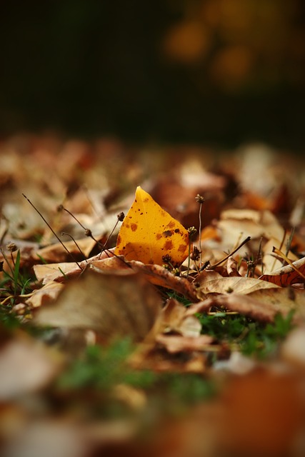 血的绝佳人 血的绝佳人