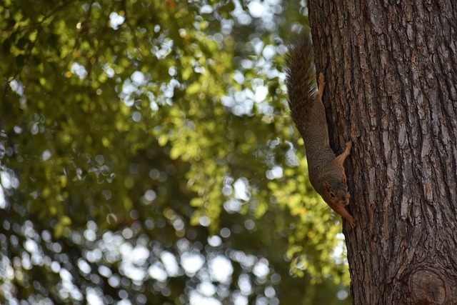 据澳大利亚 据澳大利亚
